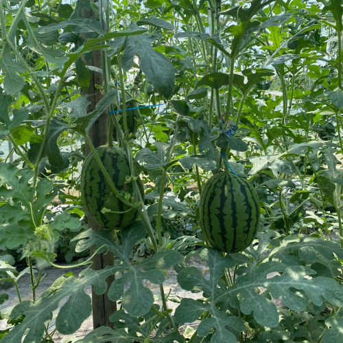Double-Color Rainbow Watermelon Seeds – Citrullus lanatus, Hybrid Gift Melon, Orange-Yellow Flesh, Early Maturing