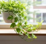Rooted Golden Pothos Cutting – 2 Live 4–5 Starter Vine for Indoor Growing
