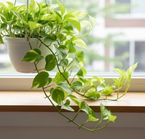 Rooted Golden Pothos Cutting – 2 Live 4–5 Starter Vine for Indoor Growing