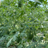 Double-Color Rainbow Watermelon Seeds – Citrullus lanatus, Hybrid Gift Melon, Orange-Yellow Flesh, Early Maturing