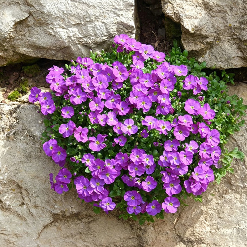 Purple Rock Cress Seeds – Aubrieta hybrida, Creeping Groundcover, Cold Hardy & Drought Tolerant, Ideal for Containers