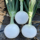 White Bulb Onion Seeds - Allium cepa 'Snowball White', Tender & Juicy Flesh, Strong Adaptability, Easy to Grow