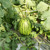 Double-Color Rainbow Watermelon Seeds – Citrullus lanatus, Hybrid Gift Melon, Orange-Yellow Flesh, Early Maturing