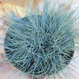 Blue Fescue (Festuca glauca) Seeds - Ornamental Silver Blue Grass for Borders, Edging & Landscaping
