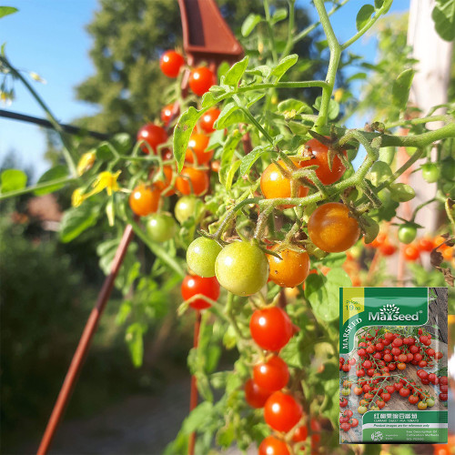 Red Currant Sweet Pea Tomato Seeds | Solanum pimpinellifolium | High-Yield Juicy Mini Tomato