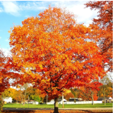 Sugar Maple Tree Seeds Acer Saccharum Canadian Sweet Syrup Tree