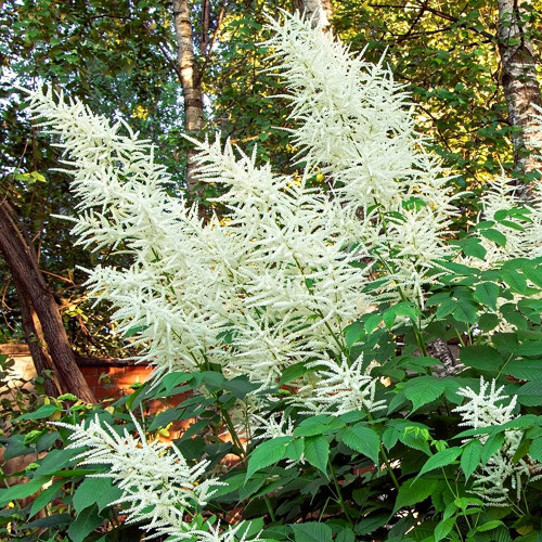 Goat's Beard Seeds – Aruncus dioicus (Walter) Fernald, Tall Feathery White Plumes, Ideal for Border Edging