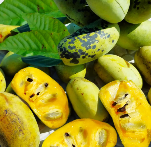 Paw Paw Tree Seeds Asimina Triloba North Custard Fruit Tree
