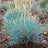 Blue Fescue (Festuca glauca) Seeds - Ornamental Silver Blue Grass for Borders, Edging & Landscaping