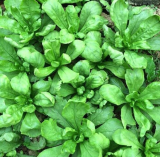 Large Leaf Tong Ho Seeds Non-GMO Asian Garland Chrysanthemum Vegetable