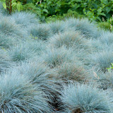 Blue Fescue (Festuca glauca) Seeds - Ornamental Silver Blue Grass for Borders, Edging & Landscaping