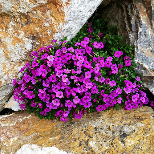 Purple Rock Cress Seeds – Aubrieta hybrida, Creeping Groundcover, Cold Hardy & Drought Tolerant, Ideal for Containers