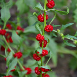 Strawberry Spinach Seeds - Blitum virgatum, Edible Red Berries & Ornamental Plant, Easy to Grow, Versatile Use