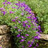 Purple Rock Cress Seeds – Aubrieta hybrida, Creeping Groundcover, Cold Hardy & Drought Tolerant, Ideal for Containers
