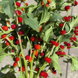 Strawberry Spinach Seeds - Blitum virgatum, Edible Red Berries & Ornamental Plant, Easy to Grow, Versatile Use