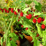 Strawberry Spinach Seeds - Blitum virgatum, Edible Red Berries & Ornamental Plant, Easy to Grow, Versatile Use