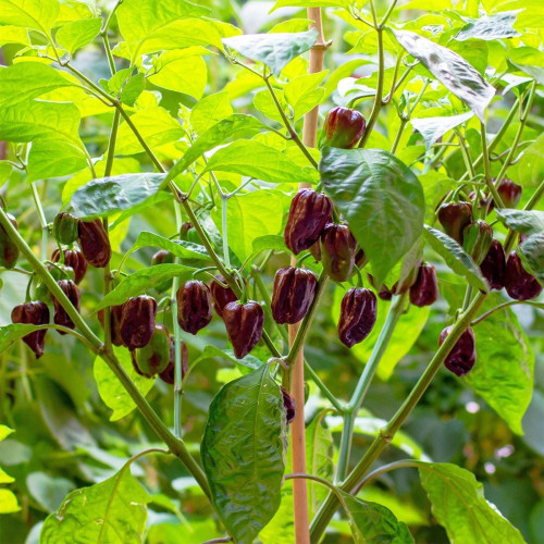 Chocolate Habanero Pepper Seeds – Small Brown Pods, Thick Flesh, Intense Spiciness