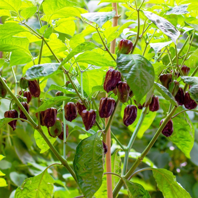 Chocolate Habanero Pepper Seeds – Small Brown Pods, Thick Flesh, Intense Spiciness