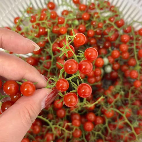 Red Currant Sweet Pea Tomato Seeds | Solanum pimpinellifolium | High-Yield Juicy Mini Tomato