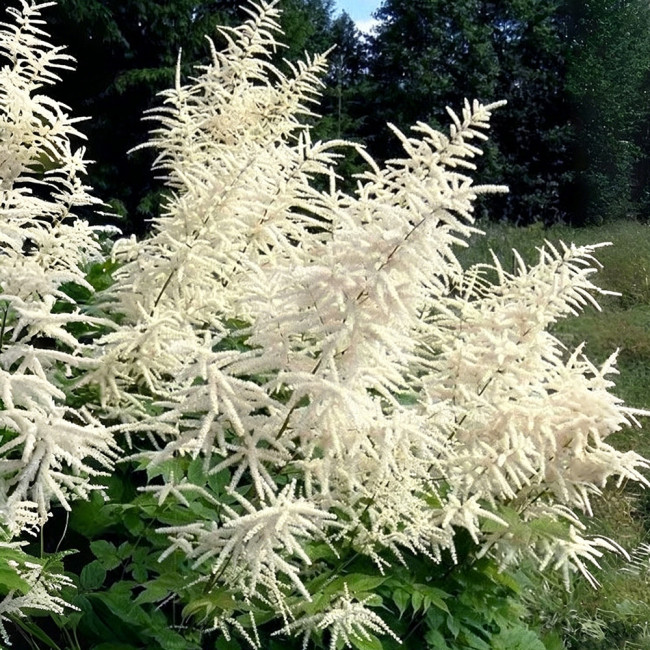 Goat's Beard Seeds – Aruncus dioicus (Walter) Fernald, Tall Feathery White Plumes, Ideal for Border Edging