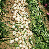 White Bulb Onion Seeds - Allium cepa 'Snowball White', Tender & Juicy Flesh, Strong Adaptability, Easy to Grow