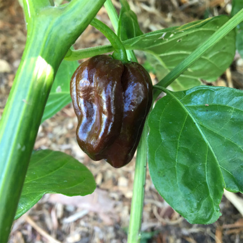 Chocolate Habanero Pepper Seeds – Small Brown Pods, Thick Flesh, Intense Spiciness
