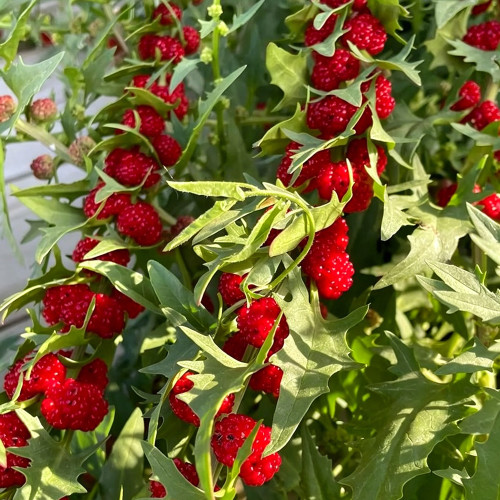 Strawberry Spinach Seeds - Blitum virgatum, Edible Red Berries & Ornamental Plant, Easy to Grow, Versatile Use