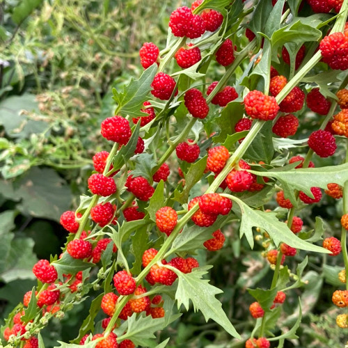 Strawberry Spinach Seeds - Blitum virgatum, Edible Red Berries & Ornamental Plant, Easy to Grow, Versatile Use