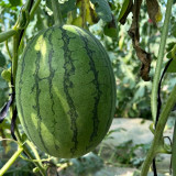Double-Color Rainbow Watermelon Seeds – Citrullus lanatus, Hybrid Gift Melon, Orange-Yellow Flesh, Early Maturing