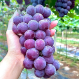 Purple Grape Seeds Sweet Juicy Table Grapes For Home Vineyard & Garden