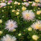 Aster 'Valkyrie Brunhilde Chamois' Seeds – Needle-Petaled China Aster with Pink-Tinged Blooms