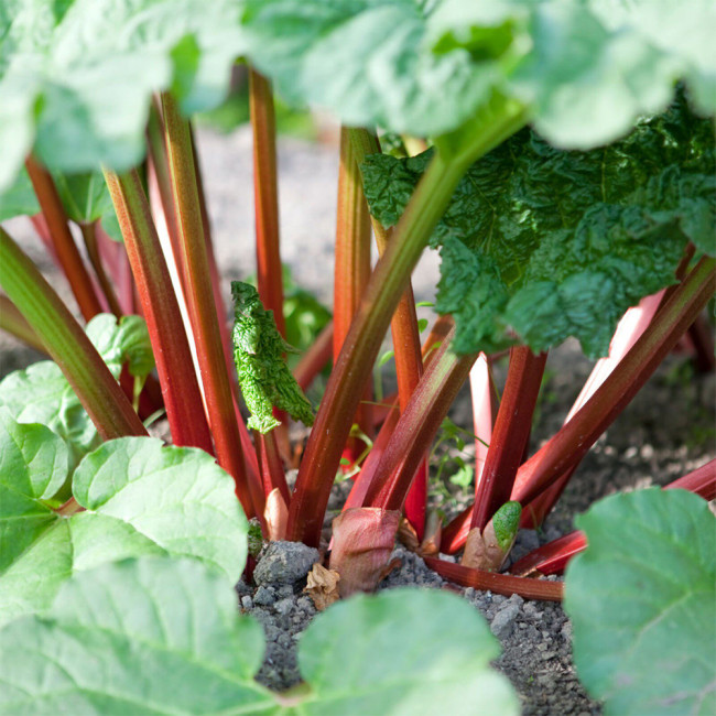 Garden Rhubarb (Rheum × hybridum) Seeds – Cold Hardy Perennial Pie Plant, Ideal for Home Gardens & Baking