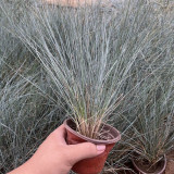 Blue Fescue (Festuca glauca) Seeds - Ornamental Silver Blue Grass for Borders, Edging & Landscaping