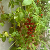 Red Currant Sweet Pea Tomato Seeds | Solanum pimpinellifolium | High-Yield Juicy Mini Tomato