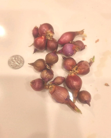 Egyptian Walking Onions Bulbs | Hardy Perennial Tree Onion Topsets