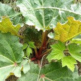 Garden Rhubarb (Rheum × hybridum) Seeds – Cold Hardy Perennial Pie Plant, Ideal for Home Gardens & Baking