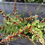 Strawberry Spinach Seeds - Blitum virgatum, Edible Red Berries & Ornamental Plant, Easy to Grow, Versatile Use