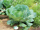 Georgia Collard Greens Seeds Heirloom Vegetable Spring Fall Garden Container