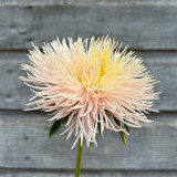 Aster 'Valkyrie Brunhilde Chamois' Seeds – Needle-Petaled China Aster with Pink-Tinged Blooms