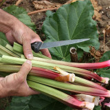 Garden Rhubarb (Rheum × hybridum) Seeds – Cold Hardy Perennial Pie Plant, Ideal for Home Gardens & Baking