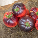 'Indigo Blue Beauty' Tomato Seeds | Solanum lycopersicum | Anthocyanin-Rich Blue Tomato
