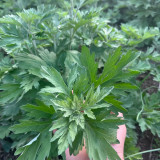 Fragrant Artemisia Seeds – Artemisia lavandulifolia, Medicinal & Edible Herb, Natural Insect Repellent, Versatile Uses