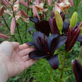 Lilium 'Black Knight' Bulbs - Rare Black Flower Lily for Garden Landscaping Cut Flowers