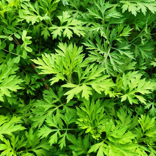 Fragrant Artemisia Seeds – Artemisia lavandulifolia, Medicinal & Edible Herb, Natural Insect Repellent, Versatile Uses