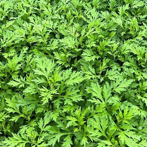 Fragrant Artemisia Seeds – Artemisia lavandulifolia, Medicinal & Edible Herb, Natural Insect Repellent, Versatile Uses