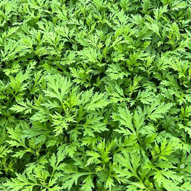 Fragrant Artemisia Seeds – Artemisia lavandulifolia, Medicinal & Edible Herb, Natural Insect Repellent, Versatile Uses