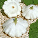White Flying Saucer Squash Seeds – Cucurbita pepo 'White UFO', High-Yield Ornamental Edible Summer Squash