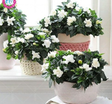 Fragrant Gardenia Cape Jasmine Bulbs, Aromatic Flower Bulbs for Potted & Home Garden Planting
