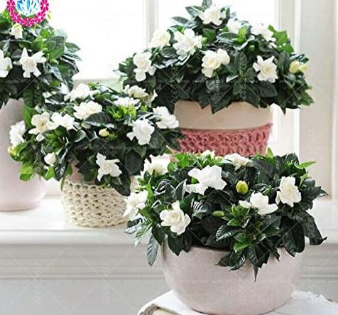 Fragrant Gardenia Cape Jasmine Bulbs, Aromatic Flower Bulbs for Potted & Home Garden Planting