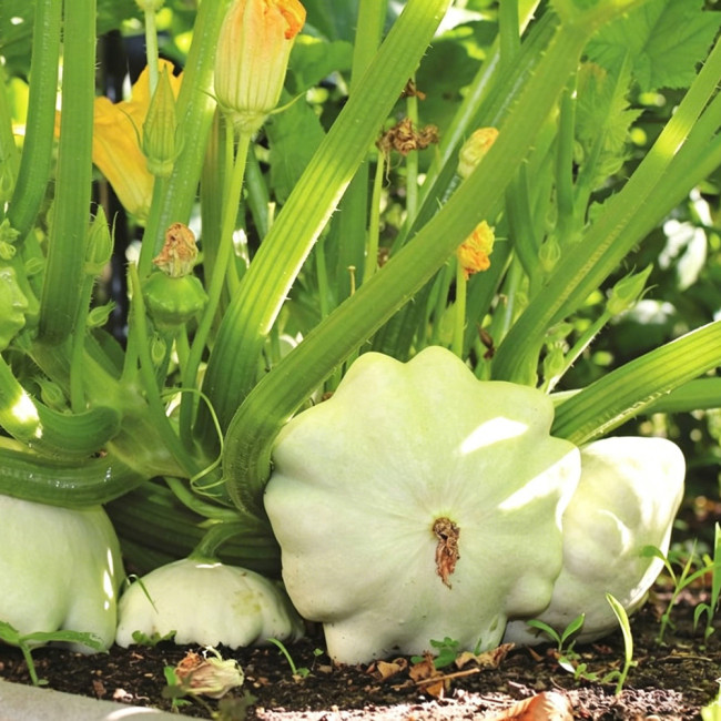 White Flying Saucer Squash Seeds – Cucurbita pepo 'White UFO', High-Yield Ornamental Edible Summer Squash